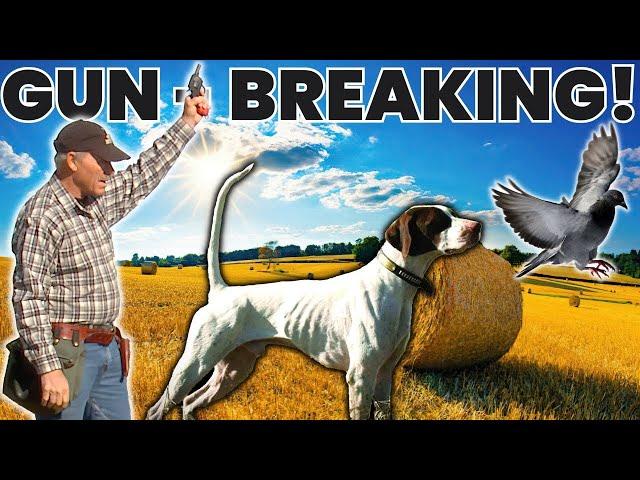 PROVEN METHOD to Safely Introduce Your Dog to GUNFIRE!