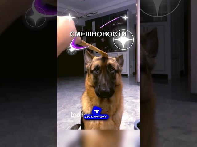 Смешновости 3 #истории #история #новости #новость #shorts