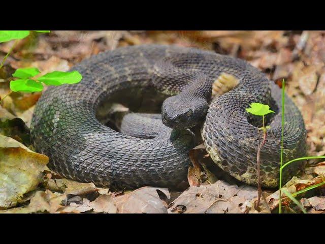 DoD PARC Species Profile Video Series: Episode 10: Timber Rattlesnake