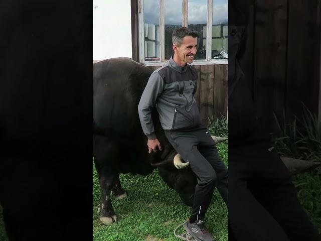 Na rogovima bika Plamena