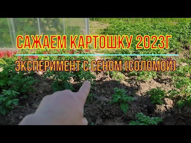 Сажаем картошку 2023г. ч1. Эксперимент   прорастёт ли картошка в соломе