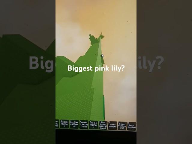 biggest pink lily ever roblox shorts gag