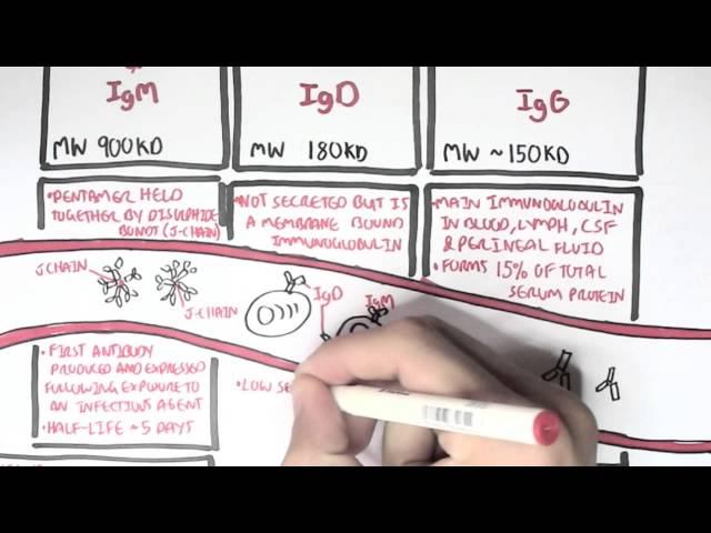 Immunology  - Antibodies (Function)