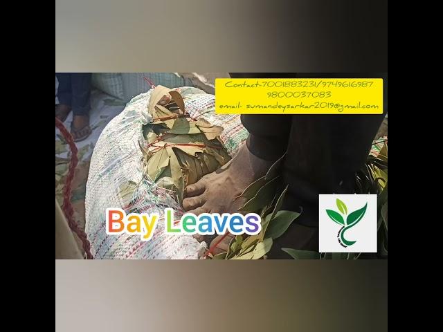 Bay Leaves  or Tejpatta