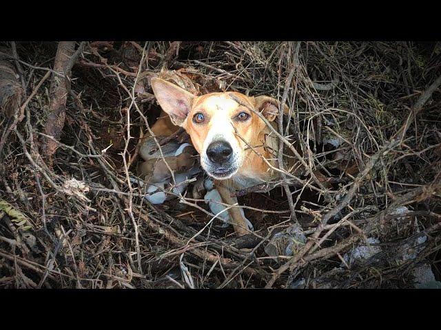 Street dog puppies /  Rockfort puppies