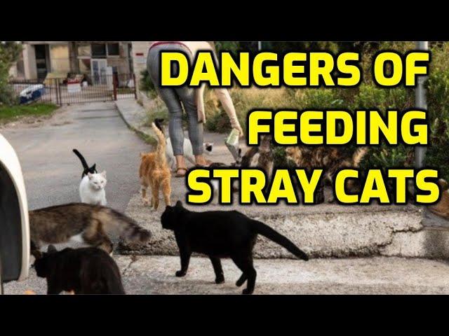 Is It A Good Idea To Feed Stray Cats?