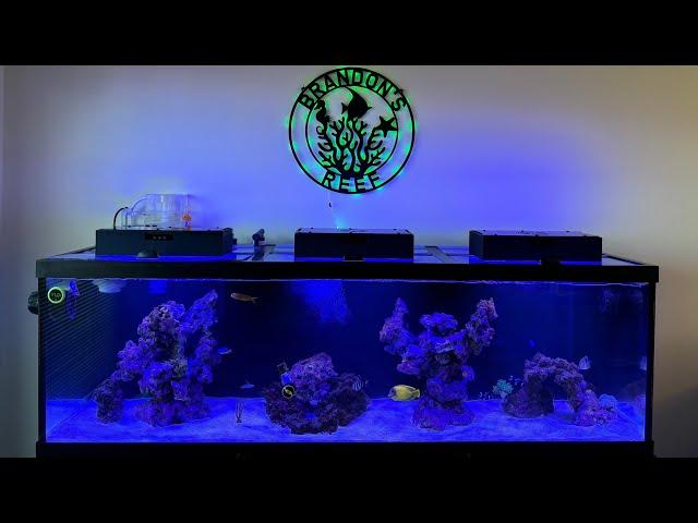 Petsmart Aqueon 125 gallon aquarium review