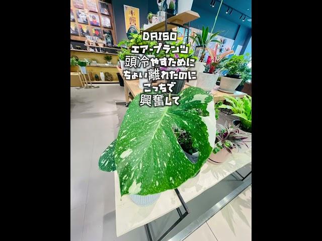 伊勢佐木カトレアプラザのDAISOにエアープランツあったー！！探していた🪴しのぶもお迎えして水苔に植え替え️
