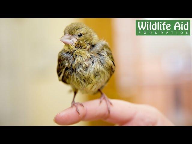 This Tame Bird was wrongfully hand-reared