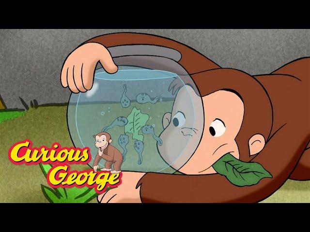 George Takes Care of Tadpoles  Curious George  Kids Cartoon  Kids Movies