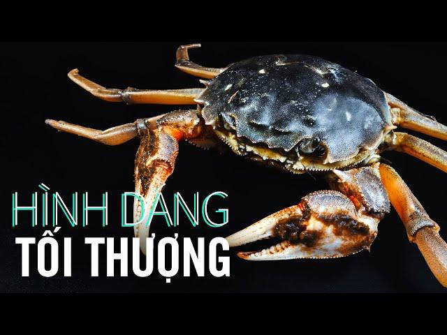 #698 Không Phải Người, Cua Mới Là Hình Dạng Tối Thượng Của Tiến Hóa!?