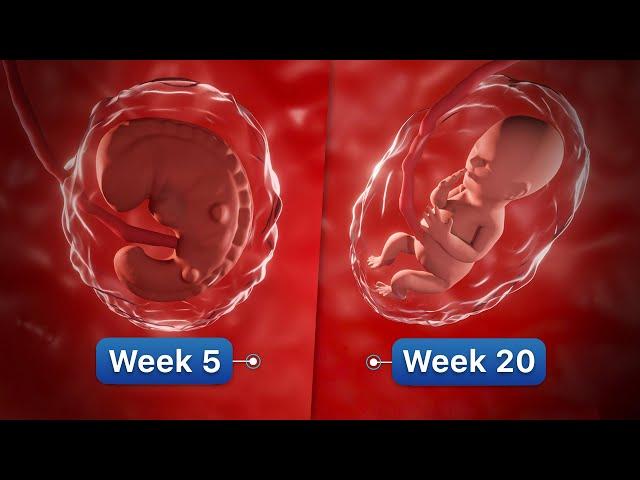 9 Months In The Womb | Pregnancy Week-By-Week