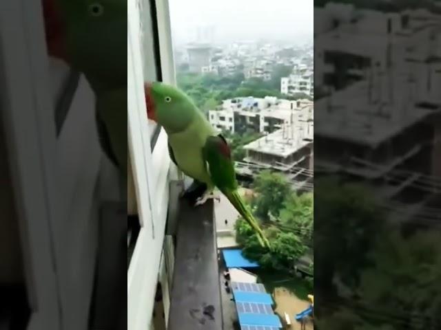 talking parrot mummy #cuteparrotshorts #popat