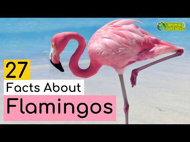 27 Facts About Flamingos - Learn All About Flamingos - Animals for Kids - Educational Video