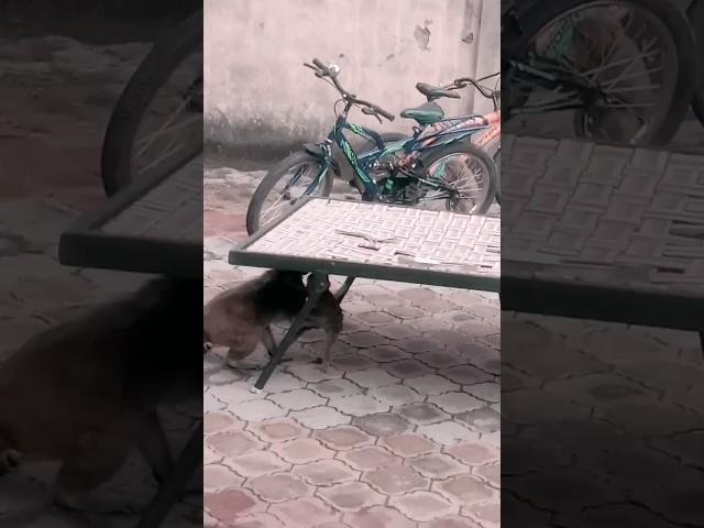 #mankey #viral #akshit