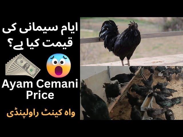 Ayam Cemani Price | Wah Cantt. Rawalpindi