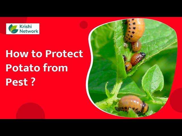 How to Protect Potato from Pest? | Potato Pests | Krishi Network