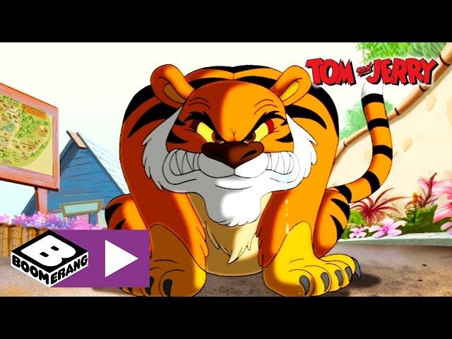 Tom & Jerry | Tiger Chase | Boomerang UK