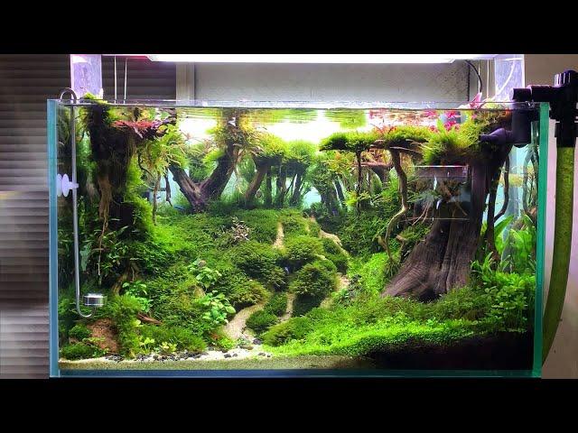 Aquatic aquarium forest layout