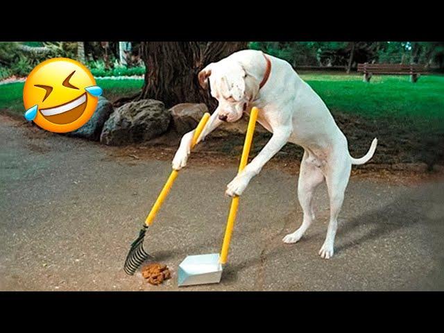 Funny Dogs And Cats Videos 2022  - Best Animal Videos Of The Month  #1