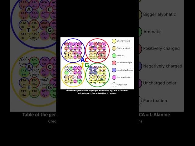 DNA Life Molecule: Fantastic Invention by Nature #shorts