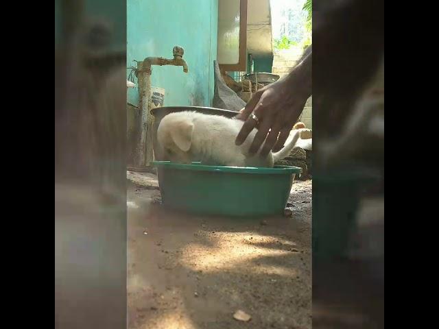 Julie's first bath | 2 month old Labrador first bath