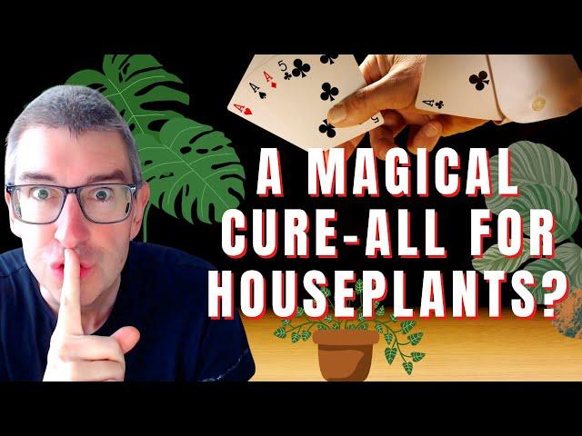 Is This 'Magic Gizmo' Causing Strong NEW GROWTH in December? You could try this! 🪄