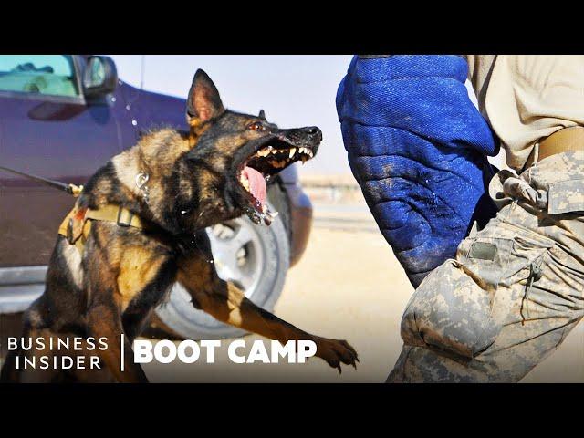 How Military Dogs Are Trained | Boot Camp | Business Insider