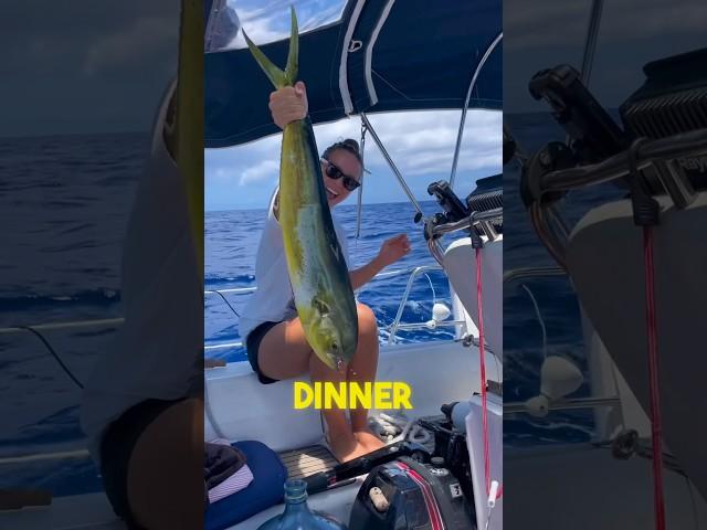 Dolphin for Dinner #yachtchef #liveaboardlife #sailing