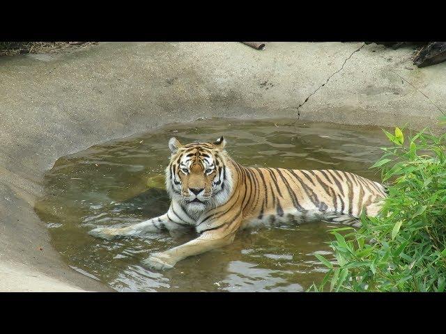 Colchester Zoo Trip - (June 2017)