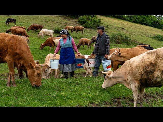 Home Cheese Making: Mozzarella Cheese from Fresh Milk