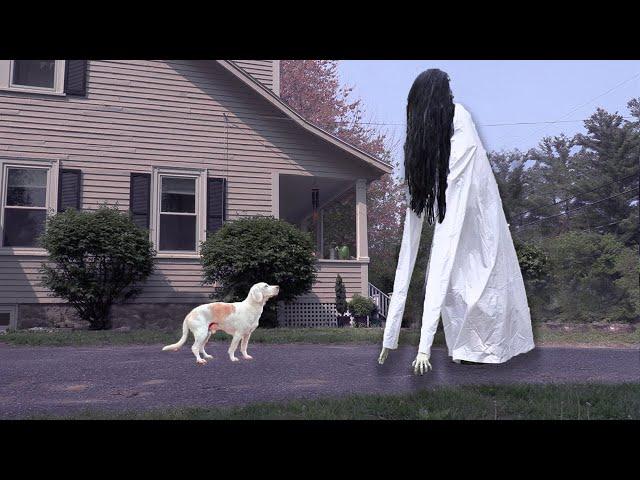 Dogs Not Afraid of GIANT Ring Girl Ghost: Funny Dogs Maymo, Indie & Potpie