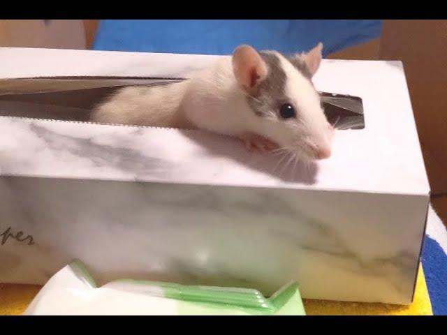 Rats sneaks in...!!