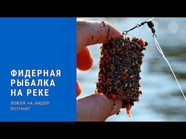 ФИДЕР осенью на РЕКЕ! Ловля на Фидер 2021! ФИДЕРНАЯ РЫБАЛКА! ПОКЛЁВКИ КРУПНЫМ ПЛАНОМ!