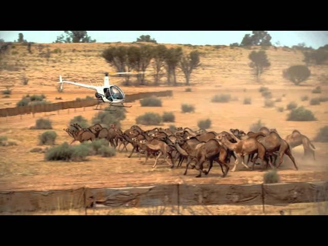 Robson Green's Australian Adventure Episode 2: CAMEL HERDING