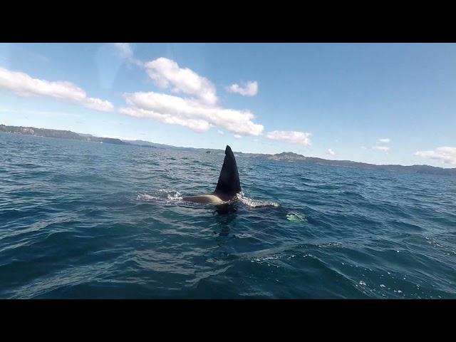 Glass bottom boat tour to Cathedral Cove | We saw the Killer Whales!! |