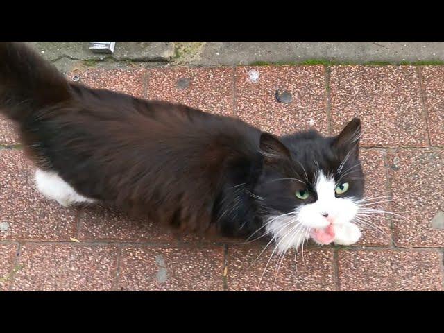 Helping Hungry Felines: A Guide to Feeding Stray Cats#catvideos #straycat #shorts