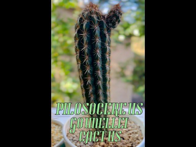 PILOSOCEREUS GOUNELLEI CACTUS 25 cm Long #cactuscollection