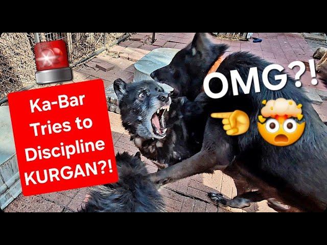 OMG?! - Ka-Bar Tries to Discipline KURGAN?!