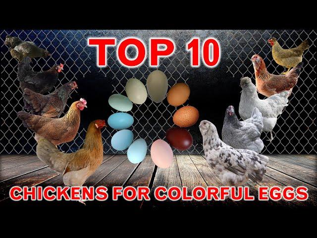 10 Best Chickens for Colorful Eggs | Chicken Laying Breeds