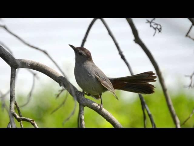 【12時間BGM】小鳥のさえずり 勉強、睡眠、作業用/12 Hours Birdsong, Sleep, Relaxation, Meditation