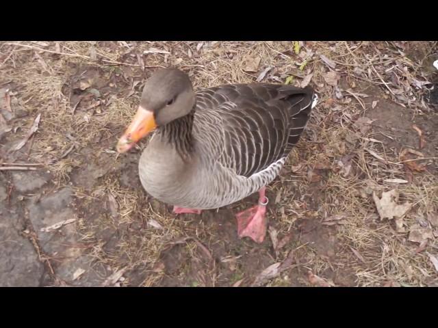 Halb gefrorener Neckar ►verschiedene Entenarten ►Enten-Nahaufnahme