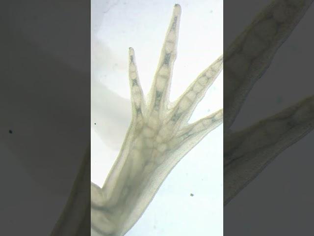This Animal Can Regrow Its Brain  | Axolotl