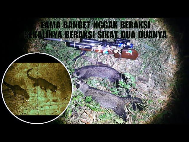 BERBURU MUSANG DOUBLE KILL |Musang pandan |musang luwaj