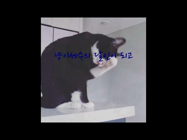 고양이 김미오의 과거