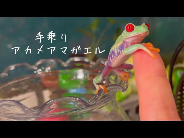 アカメアマガエルの魅力️可愛いさをお伝えします！I'm going to show you the charm of red-headed toads.