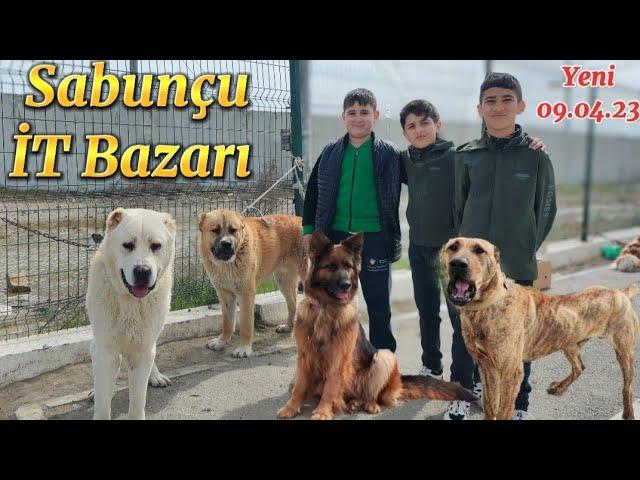 Sabunçu İT Bazarı Kanqal 150 azn Yeni Çəkiliş @mubarizemintv2271  #dogs #animals