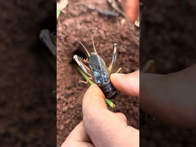 Battle insect - Smart cricket Vs Venomous ants