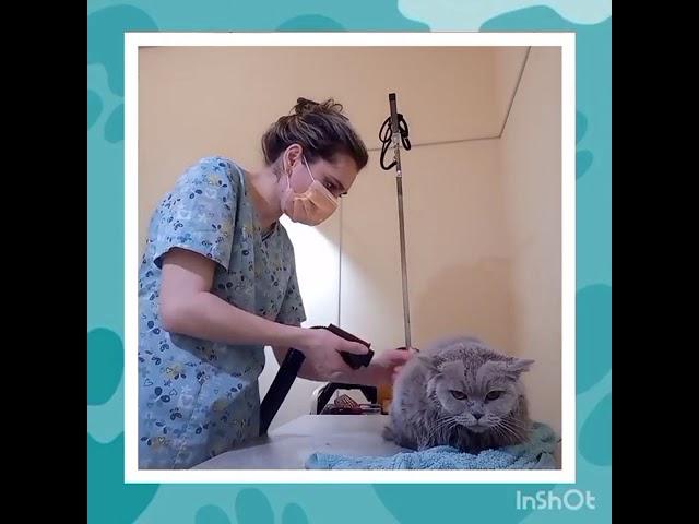 Экспресс линька для кошки с ангельским терпением