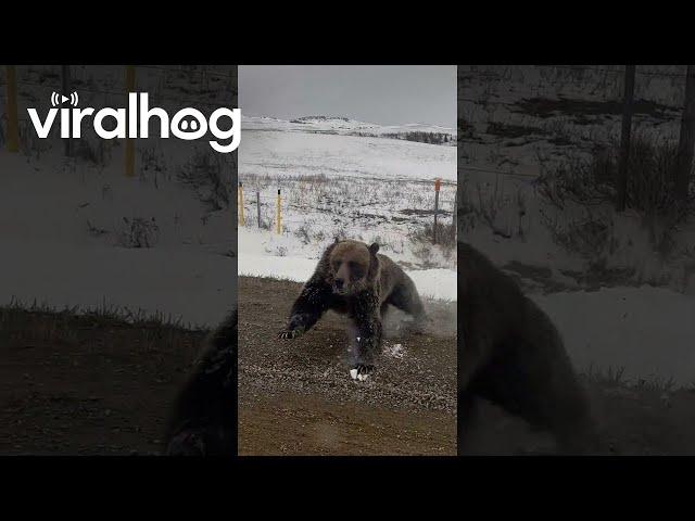 Grizzly Bear With Cubs Charges Truck on Rural Road || ViralHog